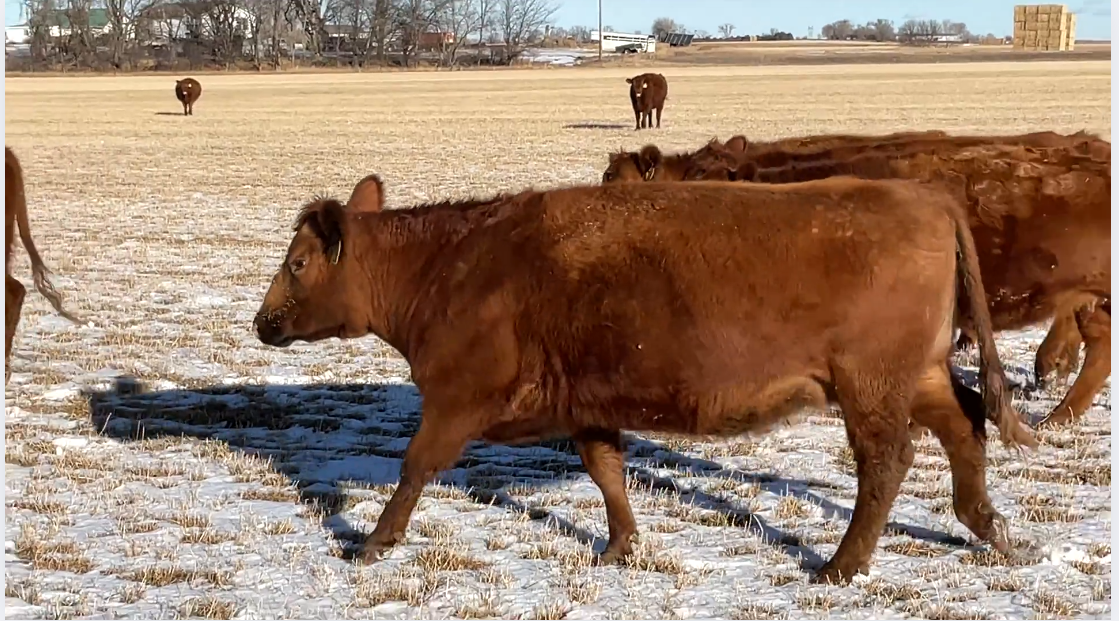 BC120a5 All home raised- Solid Red Angus-Bred Red Angus- Calve March 14th!